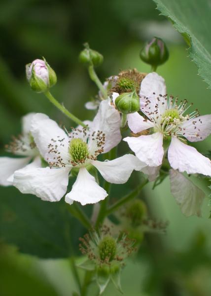Rubus fruticosus 'Thornless Evergreen' - Mûre sans épines - Ø13cm - ↕45cm