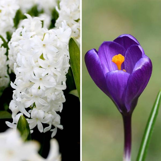Bulbes à fleurs Amsterdam - Début du printemps - 30 bulbes à fleurs