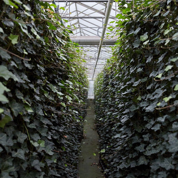 Hedera Hibernica - Lierre - Haie prête à l'emploi | ↔120cm - ↨120cm