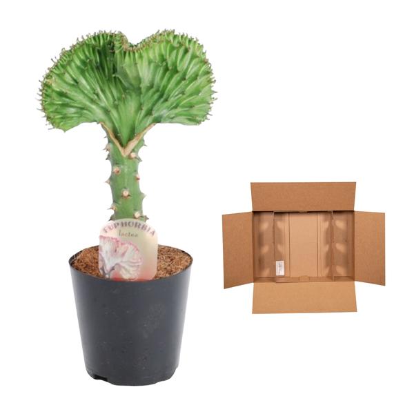 Euphorbia lactea Cristata vert - 35 cm - ø12