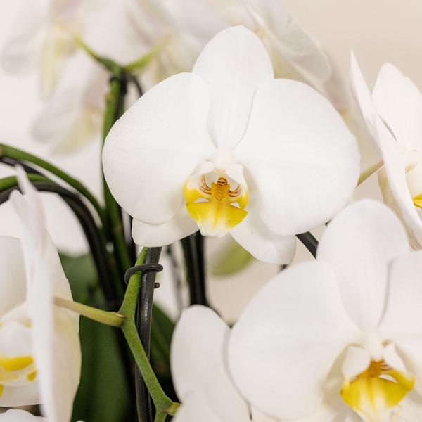 Orchidées colibris | orchidée blanche dans un panier en coton avec réservoir d'eau | trois orchidées blanches courbées Niagara Fall 12cm | Mono Bouquet blanc avec autosuffisance
