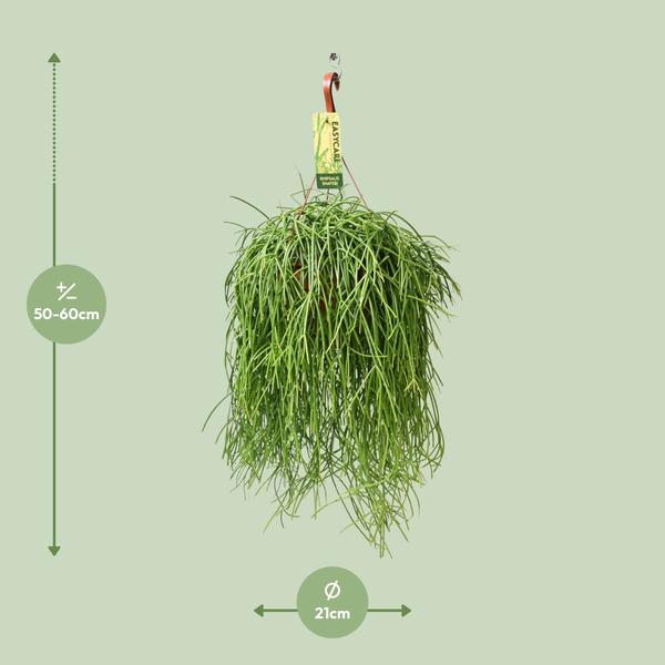 Rhipsalis Baccifera Shaferi - Ø21 ↕60