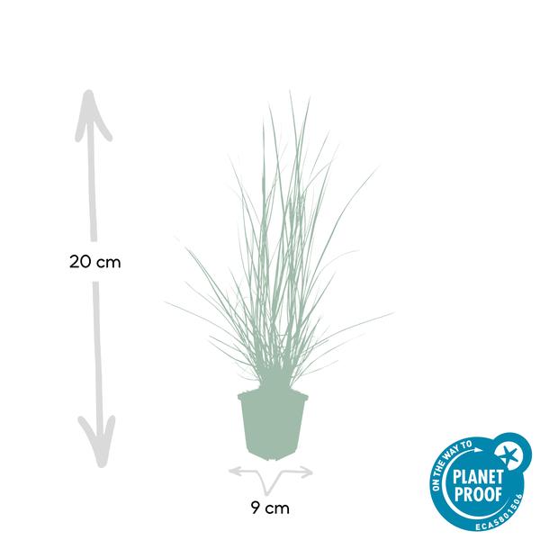 Pennisetum alopecuroides 'Hameln' - ↕10-25cm - Ø9cm - 60x