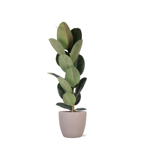 Ficus Elastica Robusta - Ø21cm - ↕90cm en pot Boule TAUPE