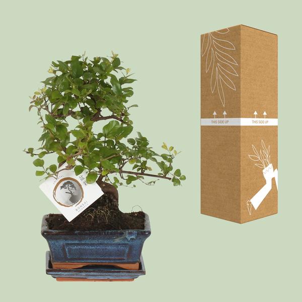 Bonsaï forme S Ø15cm - ↕15cm