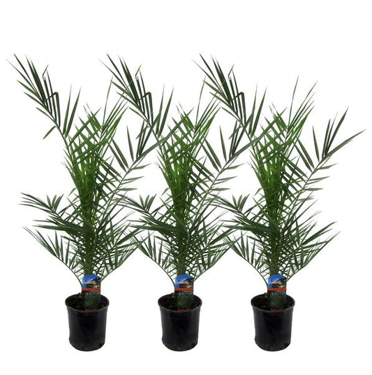 3x Phénix Canariensis - 80 cm - Ø15