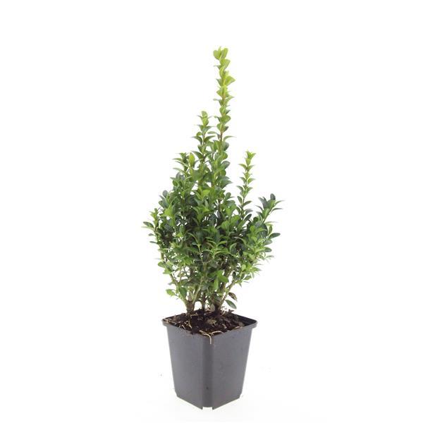 Buxus Sempervirens - ↕10-25cm - Ø9cm - 60x