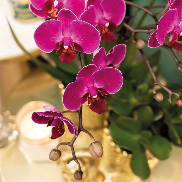 Orchidées colibris | Orchidée Phalaenopsis violette - Morelia + Pot décoratif diamant doré - taille du pot Ø9cm - 35cm haut | plante d'intérieur à fleurs - fraîchement sortie du producteur