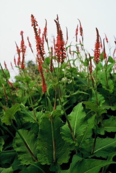 Persicaria amplexicaulis - ↕10-25cm - Ø9cm - 40x
