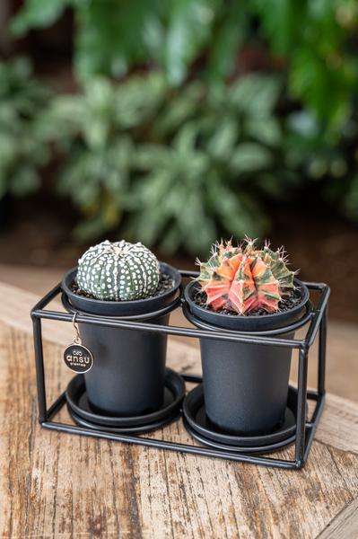 Duo Cactus Dans Cadre Design - Ø17cm - ↕12cm