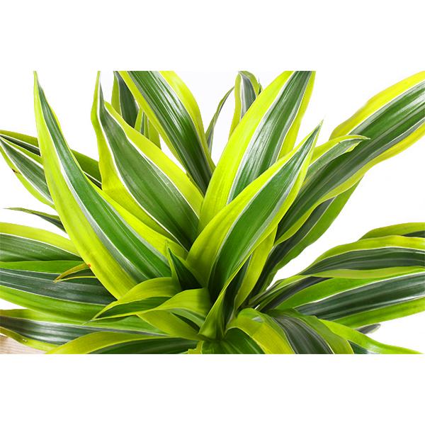 Dracaena Citron Lime Ø21cm - ↕65cm