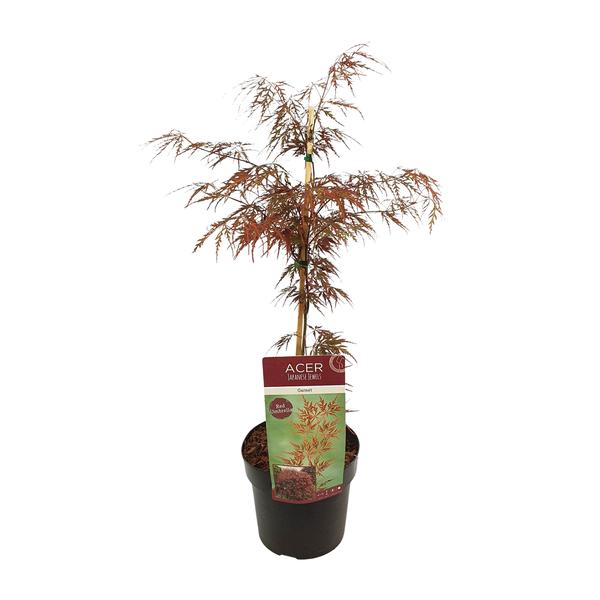 Paume d'acer. 'Grenat' - Ø19cm - ↕40cm