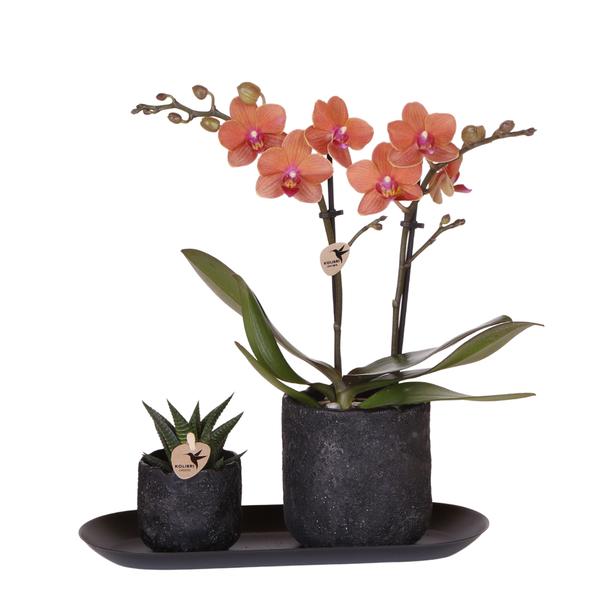 Compagnie des Colibris | Ensemble de plantes Home Hub petit | Orchidée Phalaenopsis orange Bolzano et succulentes avec pots décoratifs en céramique sur plateau noir