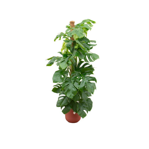 Offre combinée - Monstera Pertusum XL avec elho Jazz Round rouge Ø26 - 150 cm
