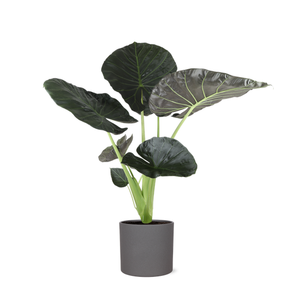 Alocasia Regal Shield Ø24cm - ↕110cm en pot Era ANTHRACITE