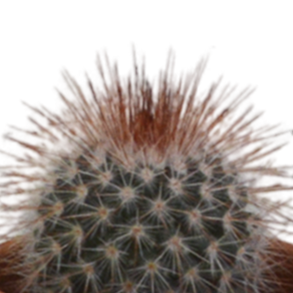 Cactus mix 5.5 cm - 5x - in terracotta pot