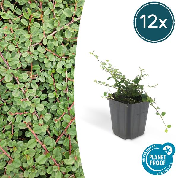 Cotoneaster pr. 'Queen of Carpets' - ↕10-25cm - Ø9cm - 12x