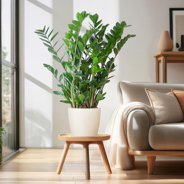Zamioculcas Zamiifolia avec Viber blanc - 80cm - Ø21
