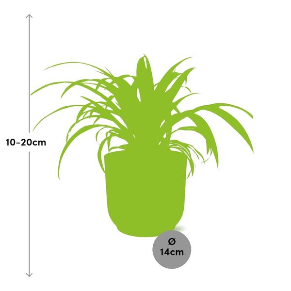 Chlorophytum Comosum Variegatum en ELHO Vibes Fold 14cm jaune