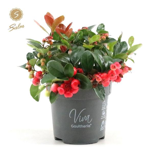 Gaultheria Pr. 'Big Berry' - Ø10cm - ↕15cm