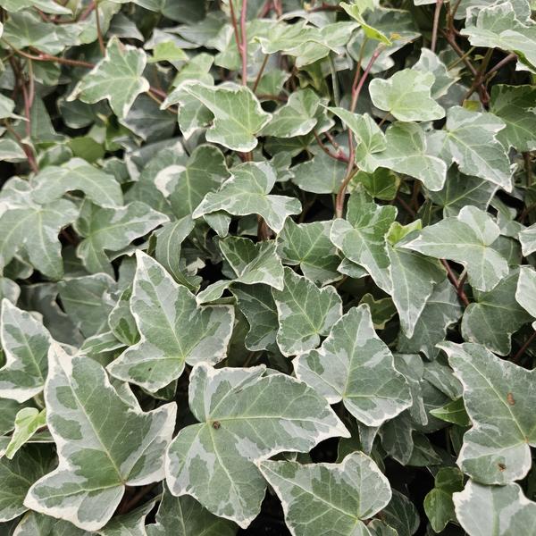 Hedera helix 'Glacier' - ↕10-25cm - Ø9cm - 6x