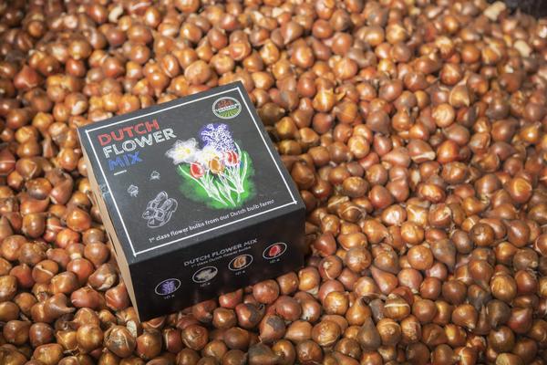 Flowerbulbs Amsterdam - Dutch Flower Mix - Boîte de luxe moyenne, 40 bulbes à fleurs pour 1 m2 de splendeur florale - Taille 12+