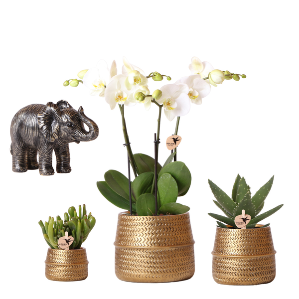Compagnie des Colibris | Ensemble de plantes Groove | Orchidée Phalaenopsis blanche Gand et plantes succulentes avec pots décoratifs en céramique