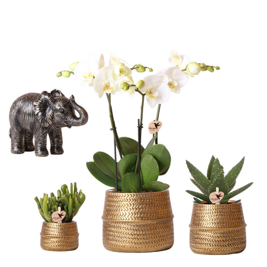 Compagnie des Colibris | Ensemble de plantes Groove | Orchidée Phalaenopsis blanche Gand et plantes succulentes avec pots décoratifs en céramique