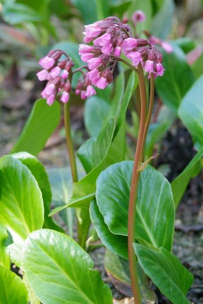 Bergenia cordifolia 'Herbstblüte' - ↕10-25cm - Ø9cm - 60x