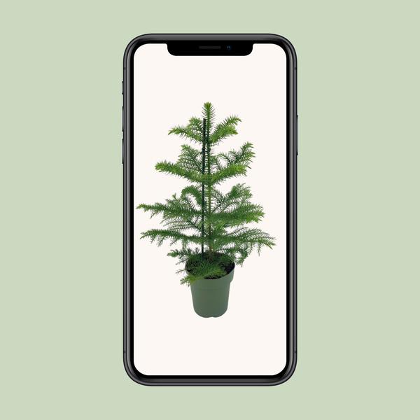 Araucaria Heterophylla - Ø14cm - ↕40cm