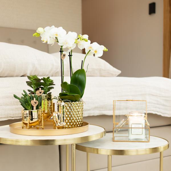 Orchidées colibris | Orchidée Phalaenopsis blanche – Amabilis + Pot décoratif diamant doré – taille du pot Ø9cm – 40cm haut | plante d'intérieur fleurie en pot de fleurs - fraîche du producteur