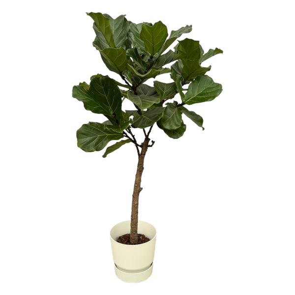 Tronc Ficus Lyrata incluant elho Greenville Rond blanc - 160 cm - Ø30