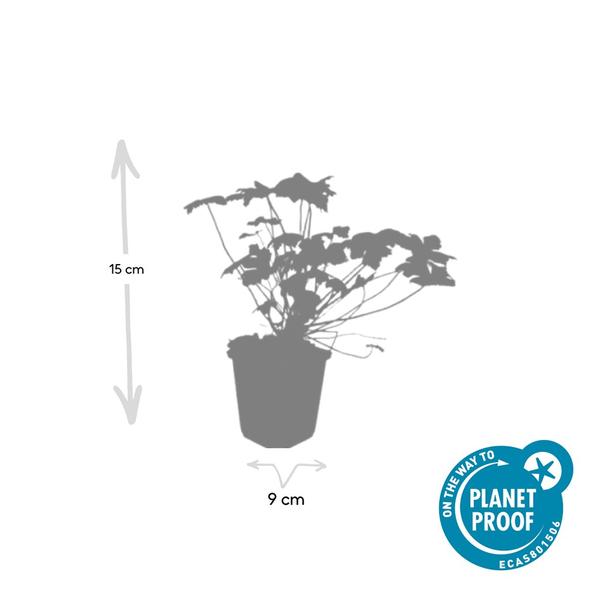 Geranium 'Tiny Monster' - ↕10-25cm - Ø9cm - 12x