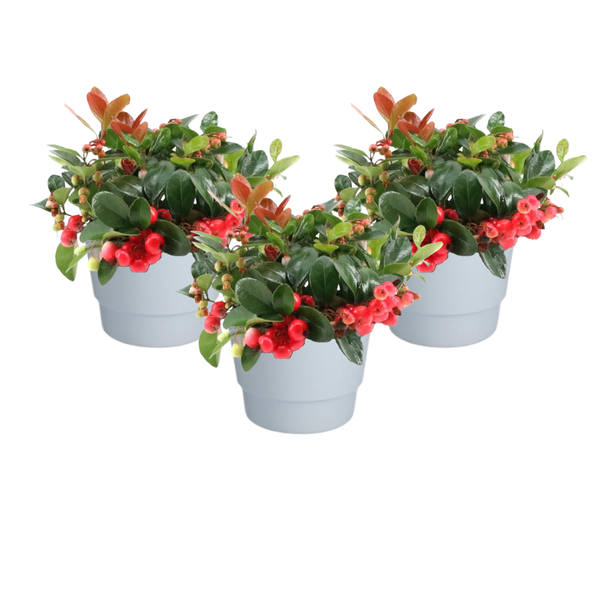 Gaultheria Pr. 'Big Berry' + Pot Basic Blanc - 3 pièces - Ø10cm - ↕15cm