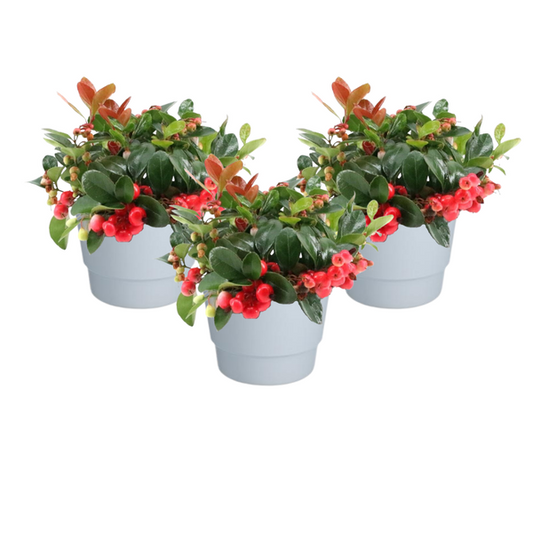 Gaultheria Pr. 'Big Berry' + Pot Basic Blanc - 3 pièces - Ø10cm - ↕15cm