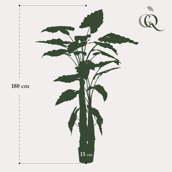 Plante artificielle - Alocasia - Oreille d'éléphant - 180 cm