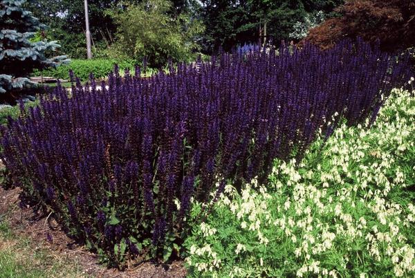 Salvia nem. 'Mainacht' - ↕10-25cm - Ø9cm - 60x