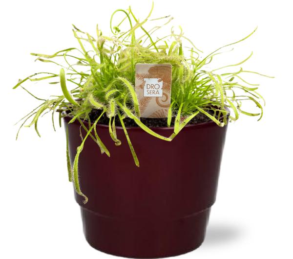 Drosera Capensis Blanc - Ø12cm - ↕17cm + Pot Basic D14,5x12cm - Bordeaux