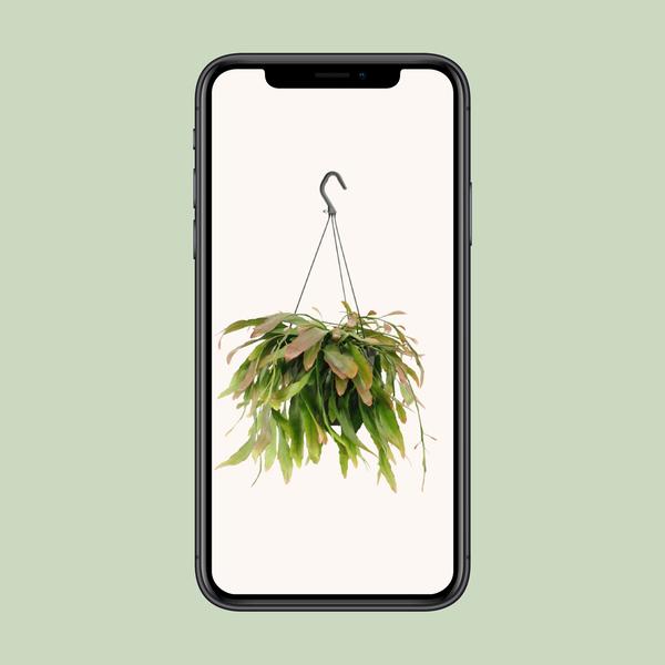 Rhipsalis Red Coral - Ø17cm - ↕25cm