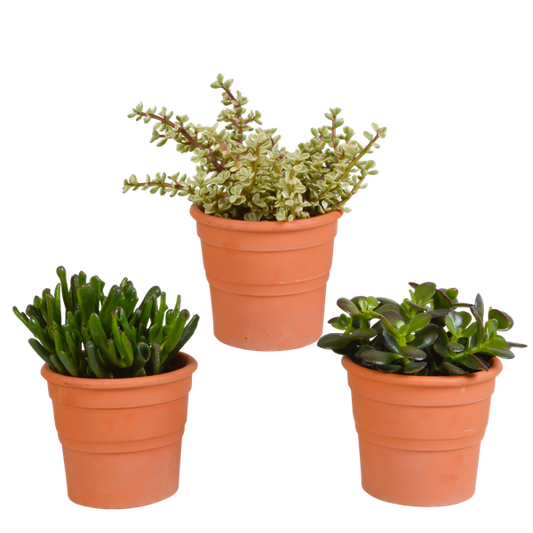 Mélange Crassula 10,5 cm - 3x - en pot en terre cuite