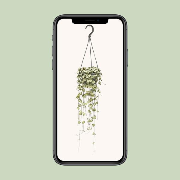 Ceropegia Woodii Hang - Ø14cm - ↕50cm