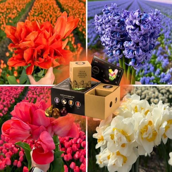 Flowerbulbs Amsterdam - Dutch Flower Mix - Boîte de luxe moyenne, 40 bulbes à fleurs pour 1 m2 de splendeur florale - Taille 12+
