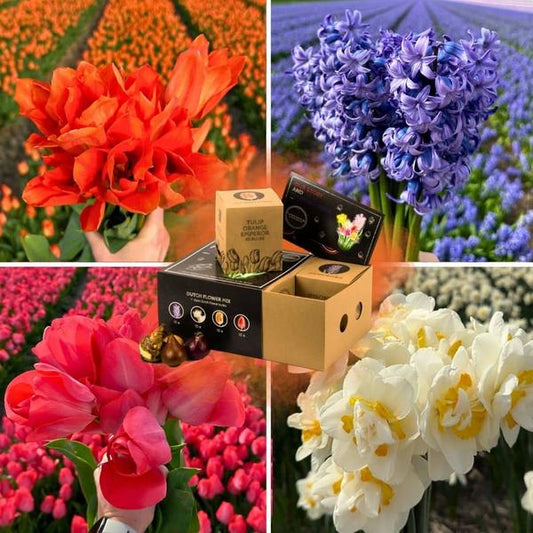 Flowerbulbs Amsterdam - Dutch Flower Mix - Boîte de luxe moyenne, 40 bulbes à fleurs pour 1 m2 de splendeur florale - Taille 12+