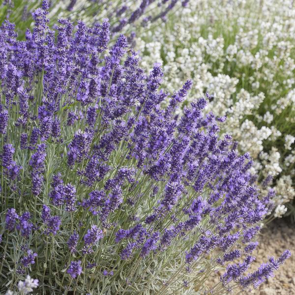 Lavandula 'Hidcote' - ↕10-25cm - Ø9cm - 40x