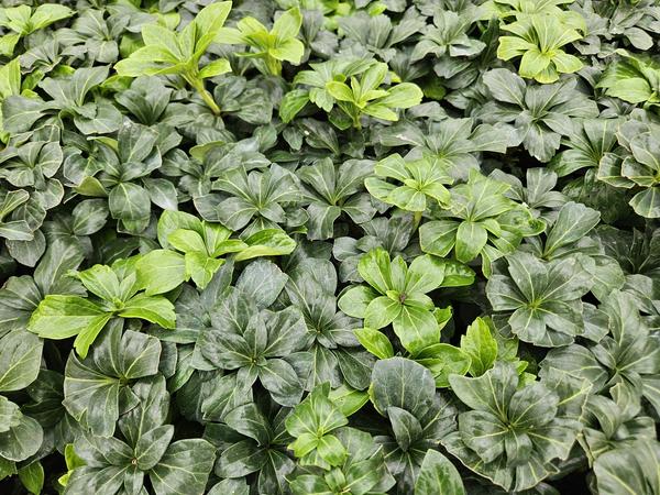 Pachysandra term. 'Green Sheen' - ↕10-25cm - Ø9cm - 60x