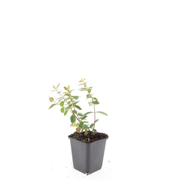 Hypericum dummeri 'Peter Dummer' - ↕10-25cm - Ø9cm - 60x