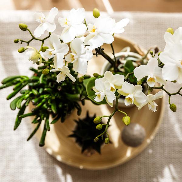 Compagnie des Colibris | Ensemble de plantes Slow Living | Orchidée Phalaenopsis blanche Lausanne et plantes succulentes avec pots décoratifs en céramique