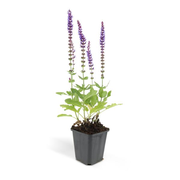 Salvia nem. 'Ostfriesland' - ↕10-25cm - Ø9cm - 60x