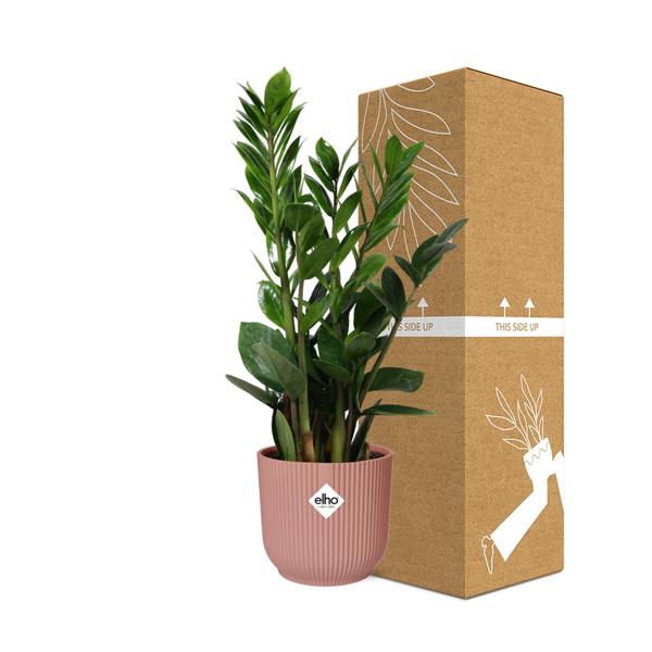 Zamioculcas – Hauteur 45-50 en ELHO Vibes Fold 14cm rose