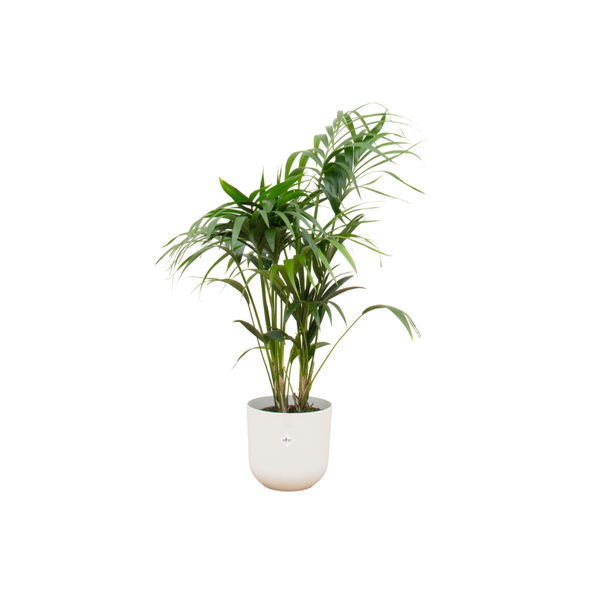 Offre combinée - Palmier Kentia avec elho Jazz Round blanc Ø26 - 130 cm